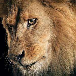 Meet your Posher, Alonso